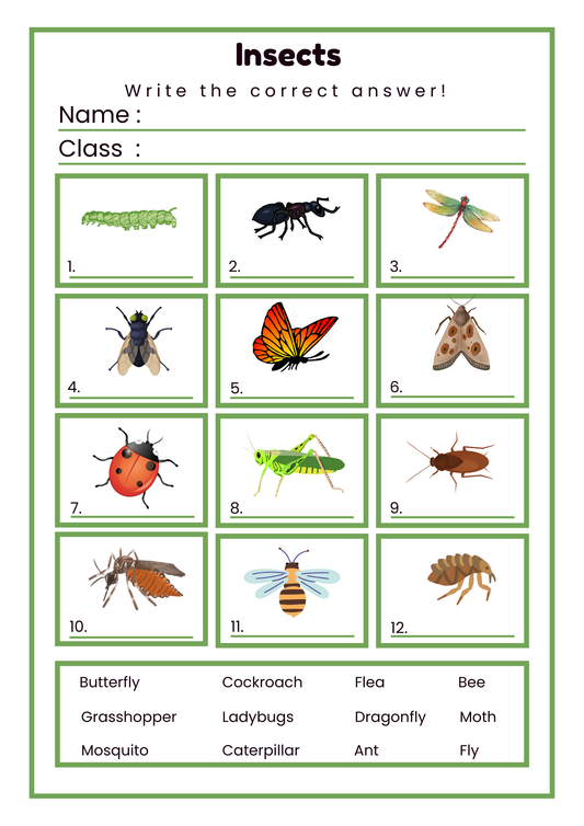 Little Explorers: Magical Stories