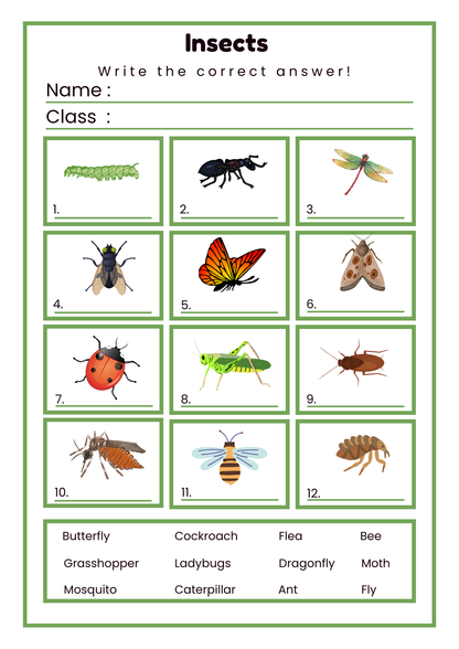 Little Explorers: Magical Stories